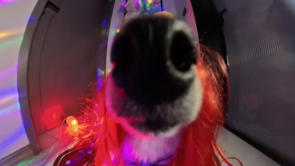 这年头狗出来也要干团播