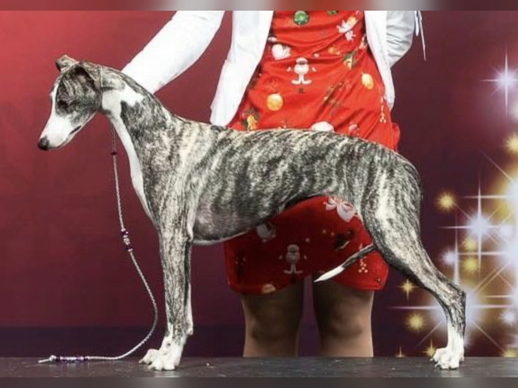 惠比特犬红角柠檬扭曲的女儿isabella