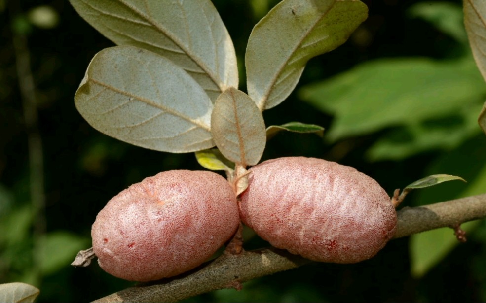 [图]珍贵！6种“消失”百年重现人间的植物