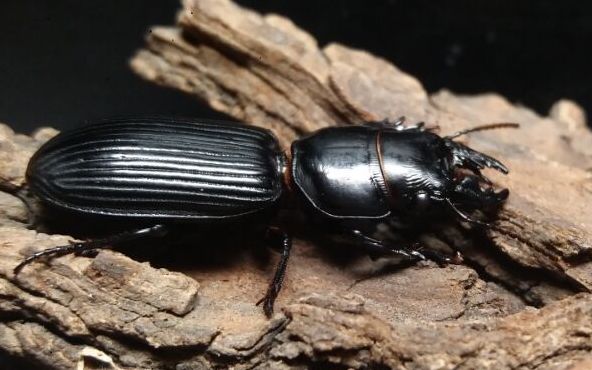 巨蝼步甲吔个蝗虫