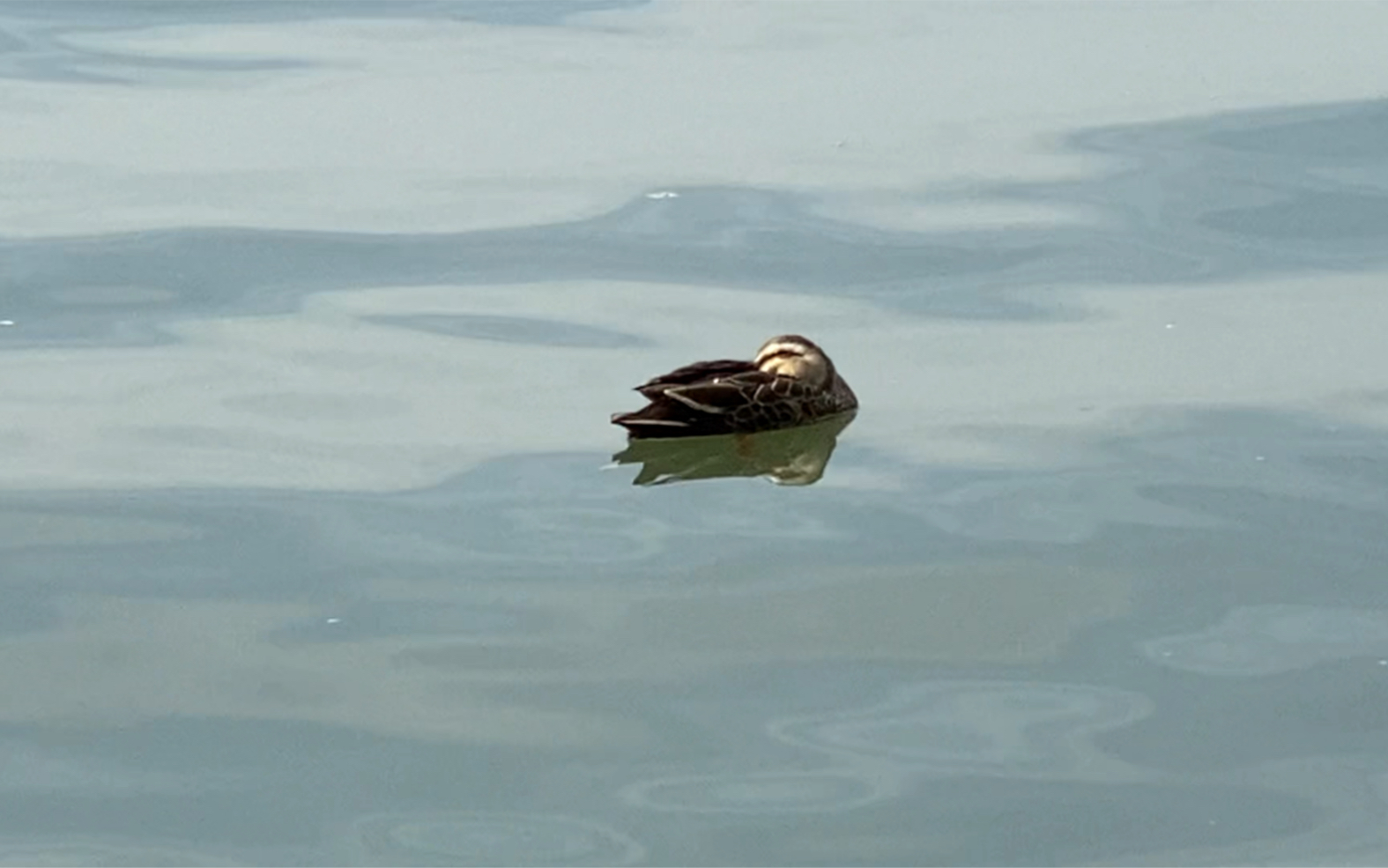 万闹丛中一睡鸭