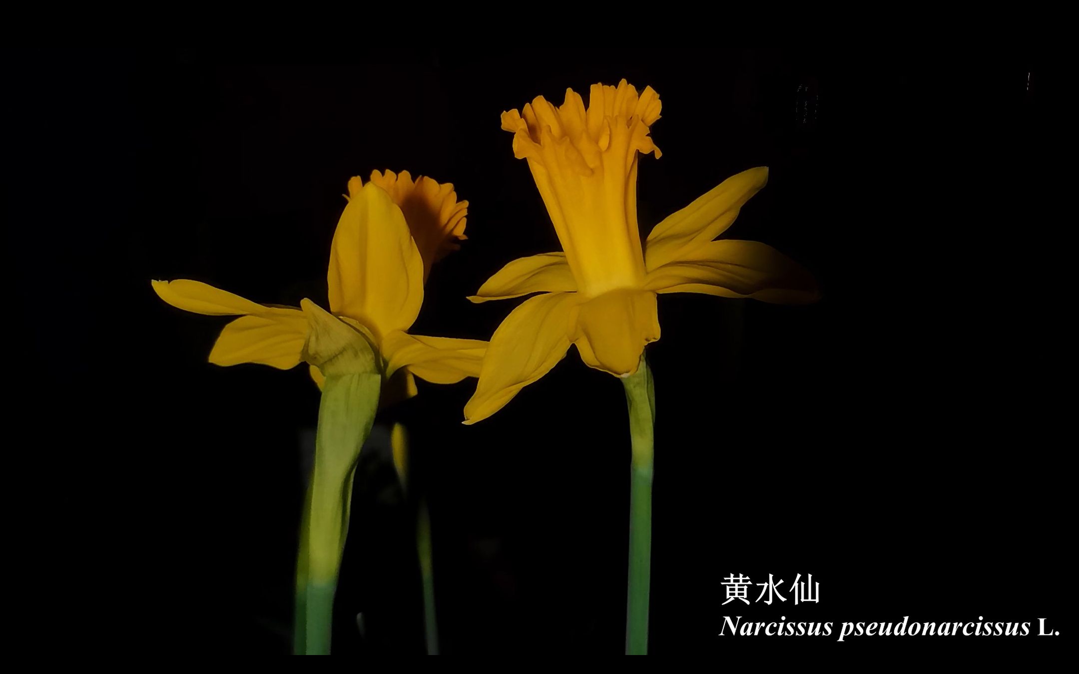 黄水仙 Narcissus pseudonarcissus L. 开花延时摄影记录哔哩哔哩bilibili