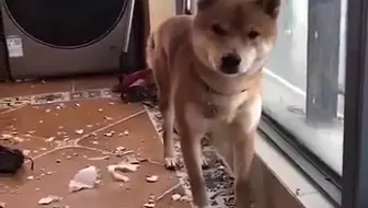 原因是因为它不可爱 为什么要带着狗的样子呢 对于每一个小家伙 他们会超级可爱 每当他们有他们的主人的爱 欢迎来到萌宠萌物大全中心 哔哩哔哩 Bilibili