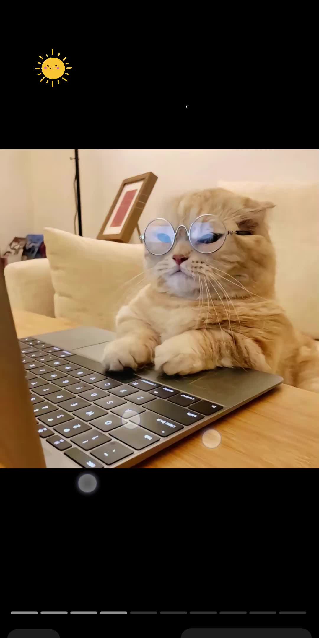 英短金渐层?近视小猫咪!可爱小猫咪!