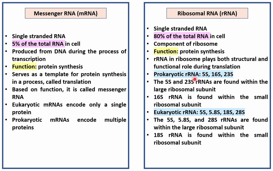 RNA的类型:mRNA、tRNA、rRNA、snRNA、SnoRNA、miRNA、shRNA、siRNA、telomerase RNA哔哩哔哩bilibili