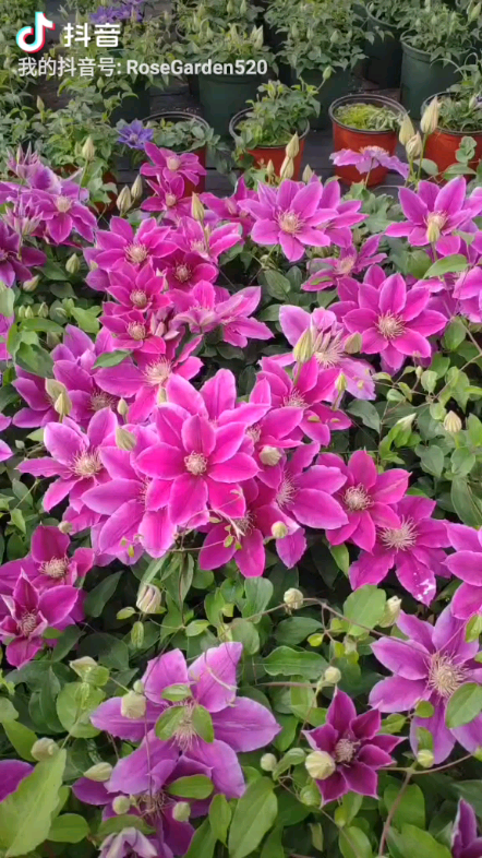 铁线莲红色铁线莲锦花期长春季秋