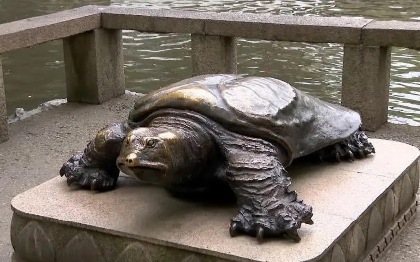 "养气含灵真有道,多年粉盖赖头鼋"