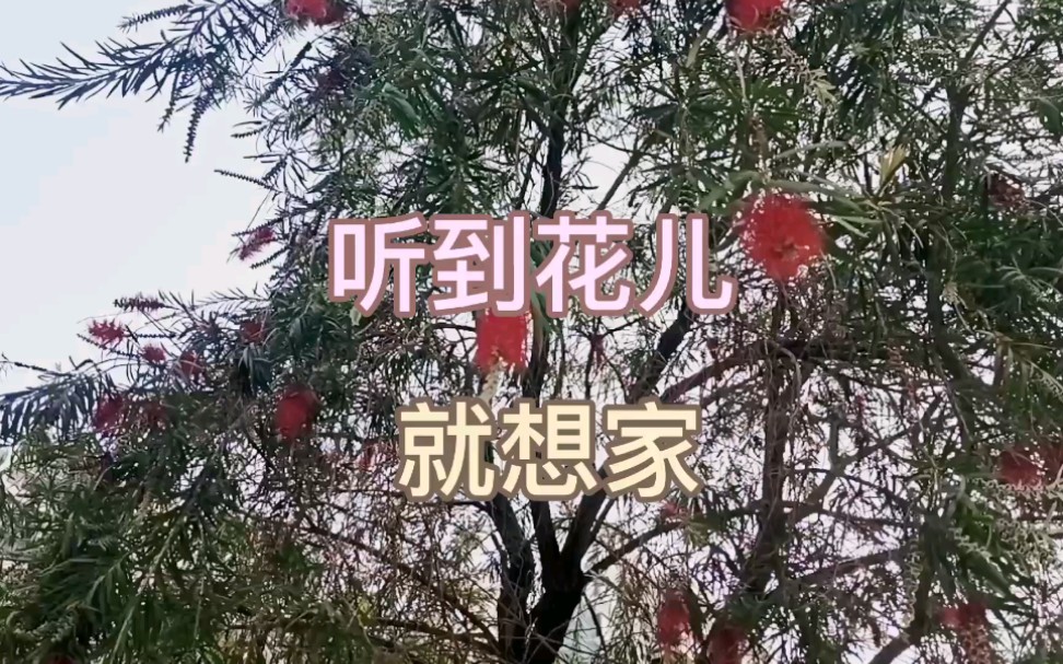 [图]翻唱流行歌曲《听到花儿就想家》，不满意，但用心唱了，请多多指教！