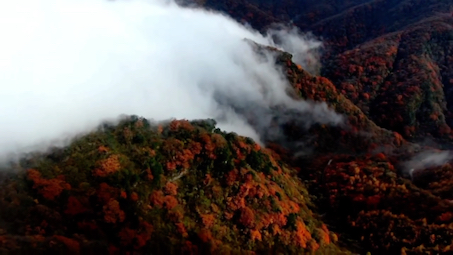 [图]航拍四川光雾山红叶