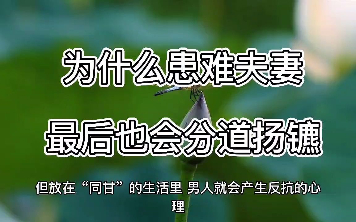 夫妻分道扬镳图片