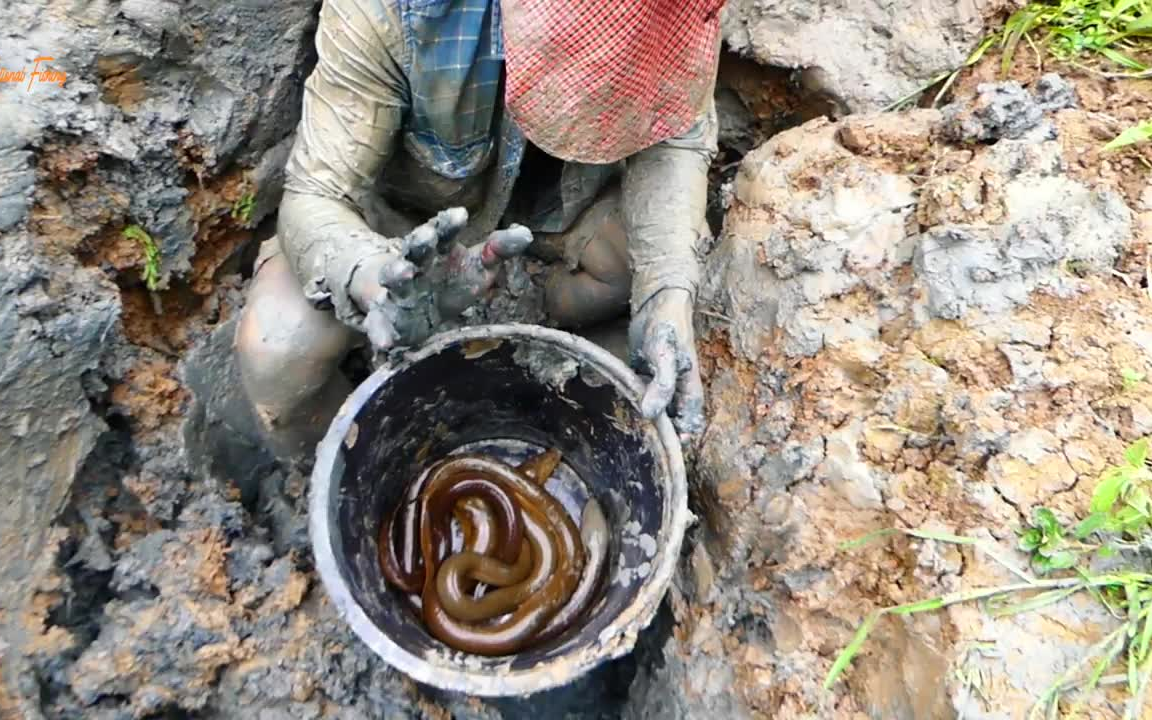 挖黄鳝-哇 这么大的黄鳝