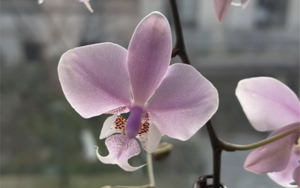 丛林王西雷丽蝴蝶兰