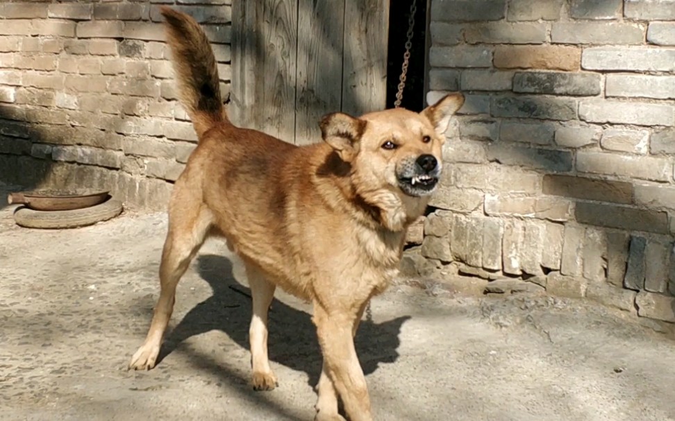 农村看门的土狗,见到陌生人龇牙咧嘴,看着都怕_哔哩哔哩 (゜-゜)つロ