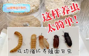 Tải video: 【教程】教你如何用1个矿泉水瓶养殖面包虫