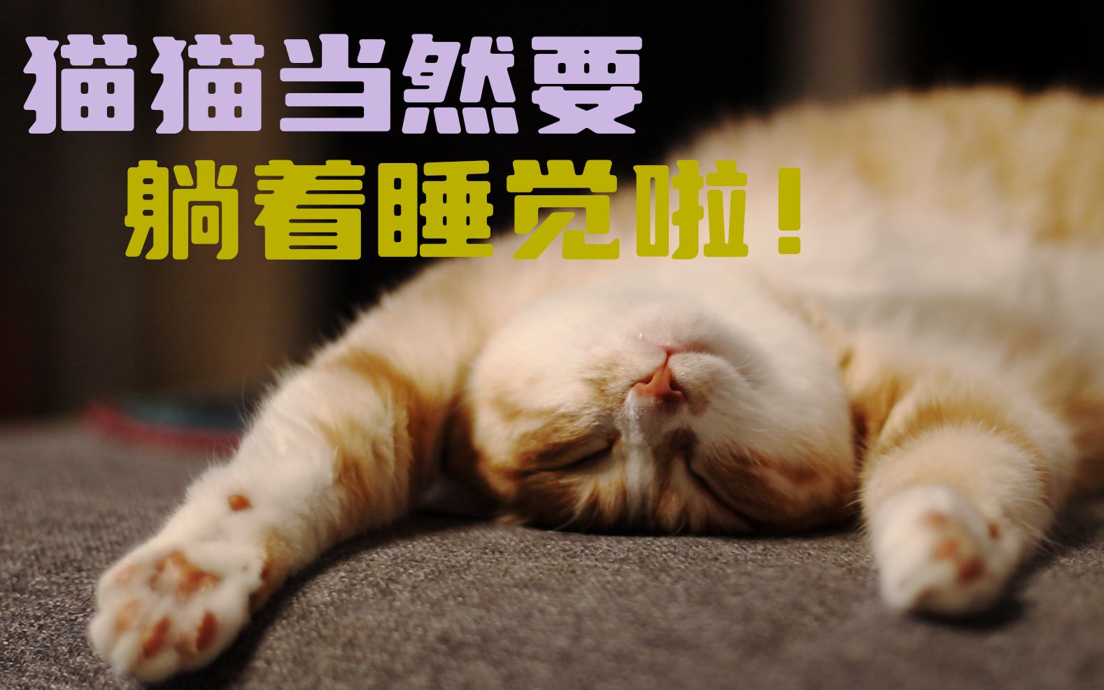 活动  猫猫上辈子应该都是人吧 不然怎么这么睡觉呢