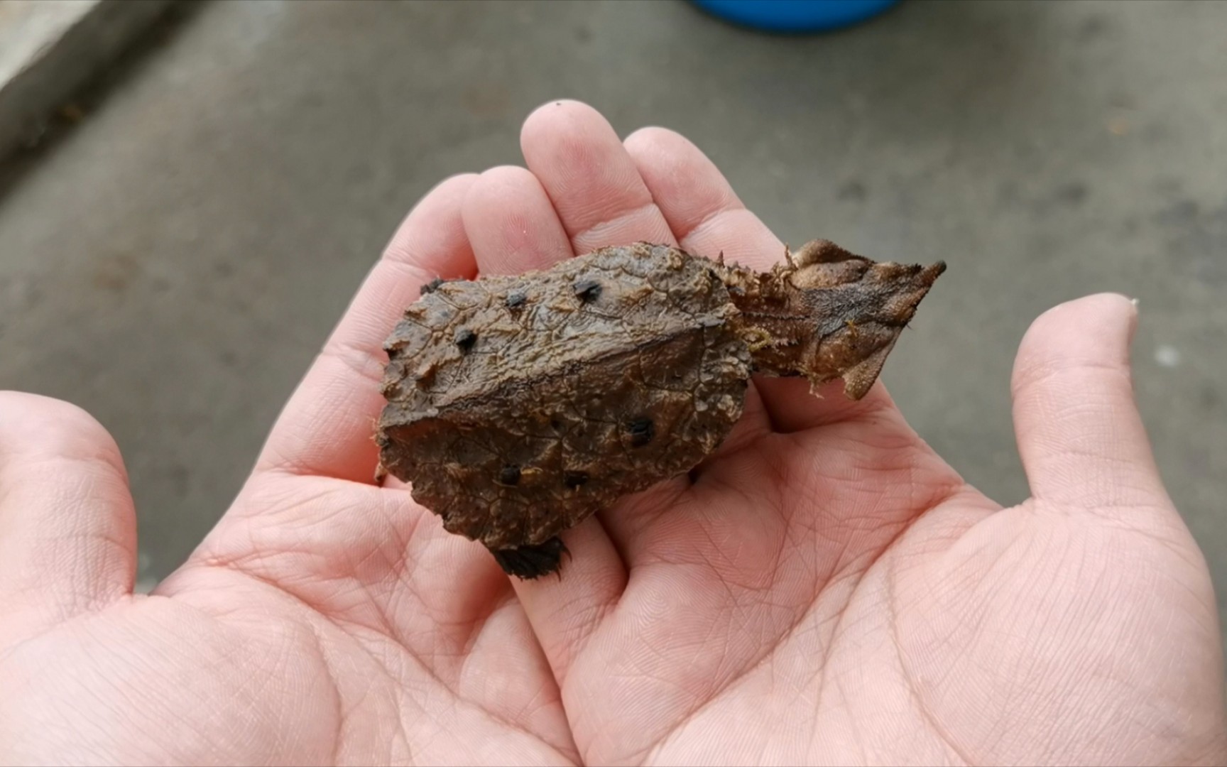 【开箱】高价购入枯叶龟,又叫黑玛塔龟,今年价格真高.