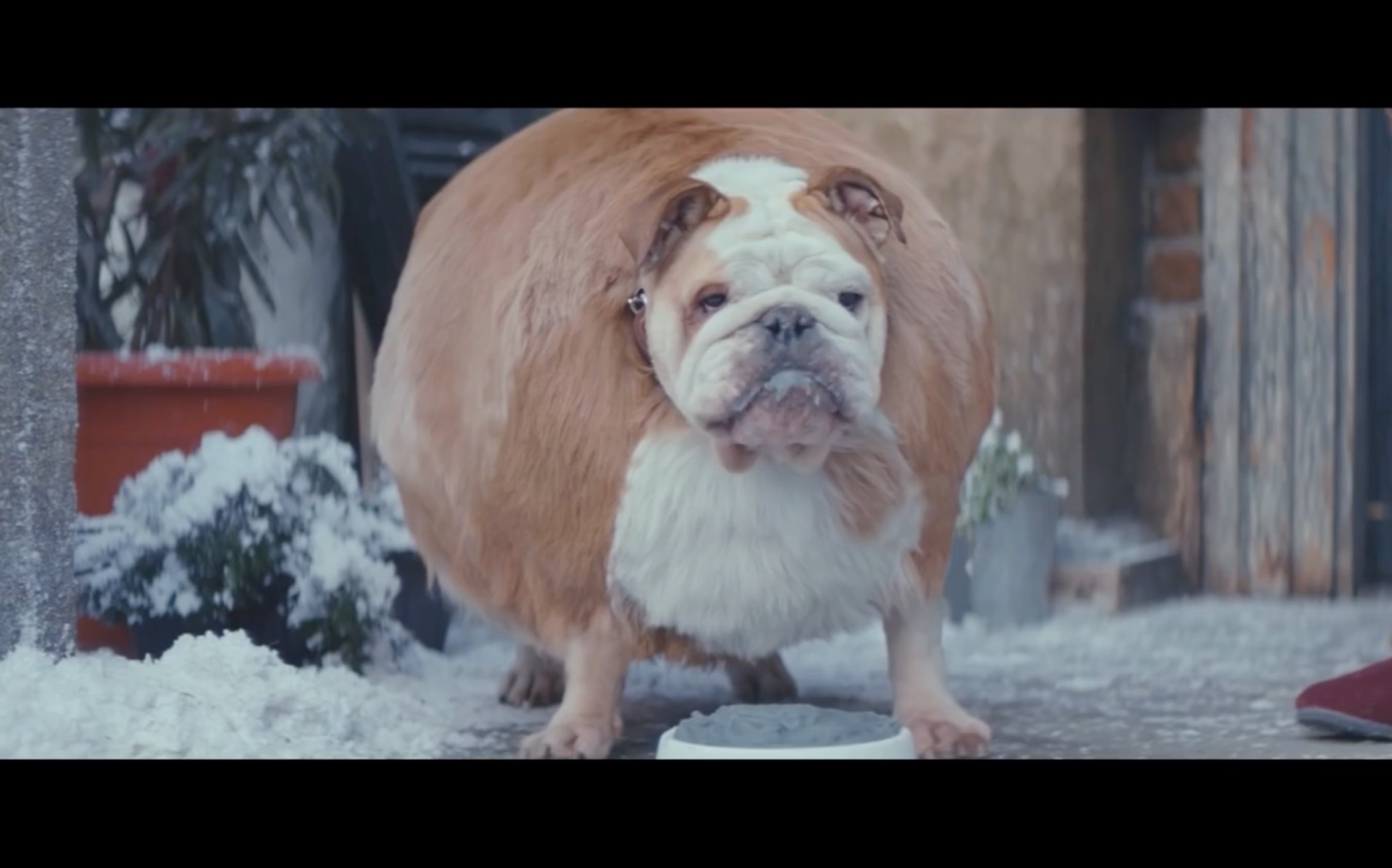 在这个球一样的国度,这个小胖子想上天