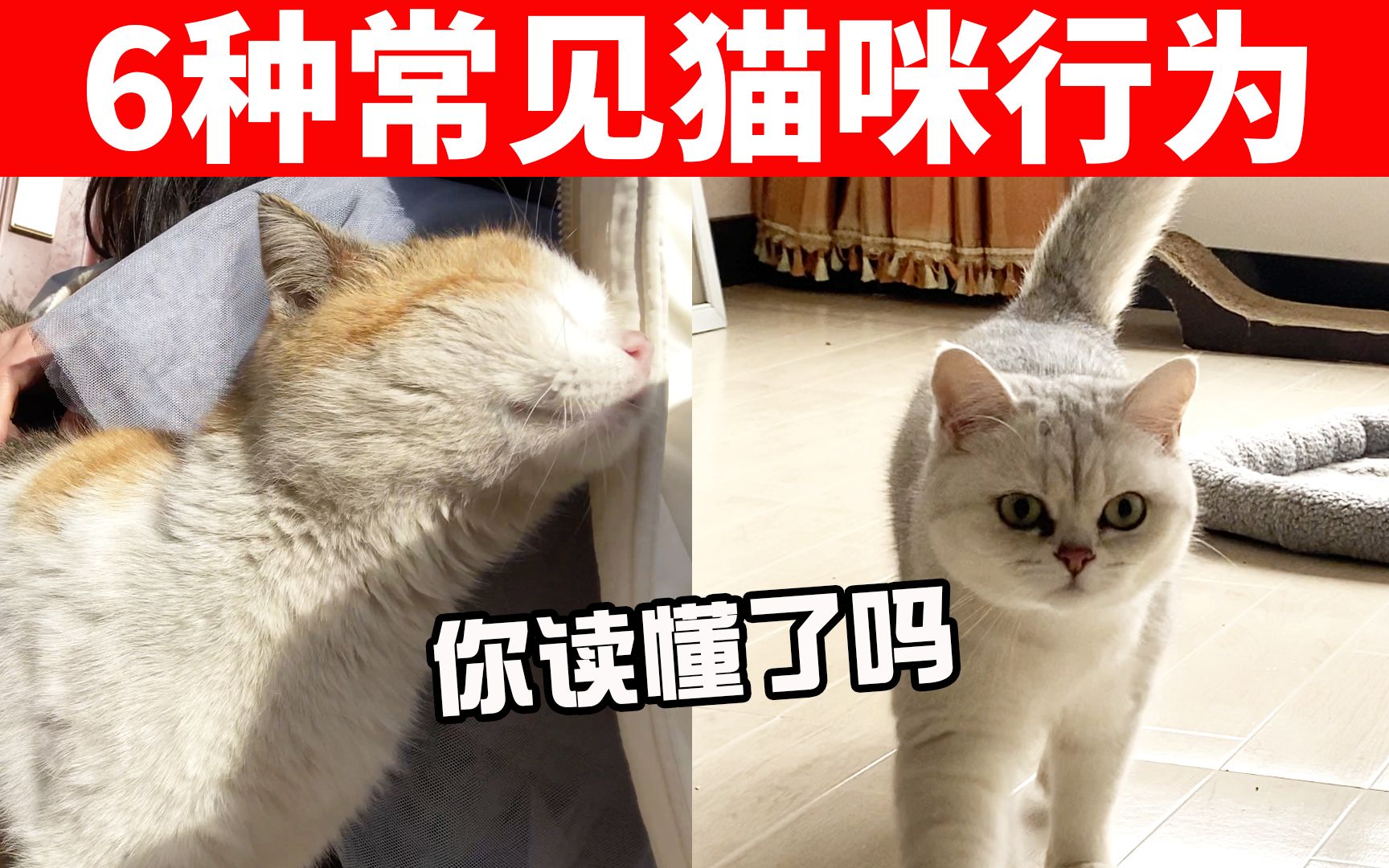 6种常见的猫咪行为代表的意思,铲屎官你知道几个?快来挑战看看! 【猫咪行为学EP26】哔哩哔哩bilibili