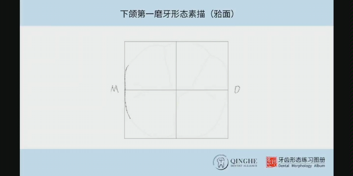 下颌牙齿形态学素描(10个合集)