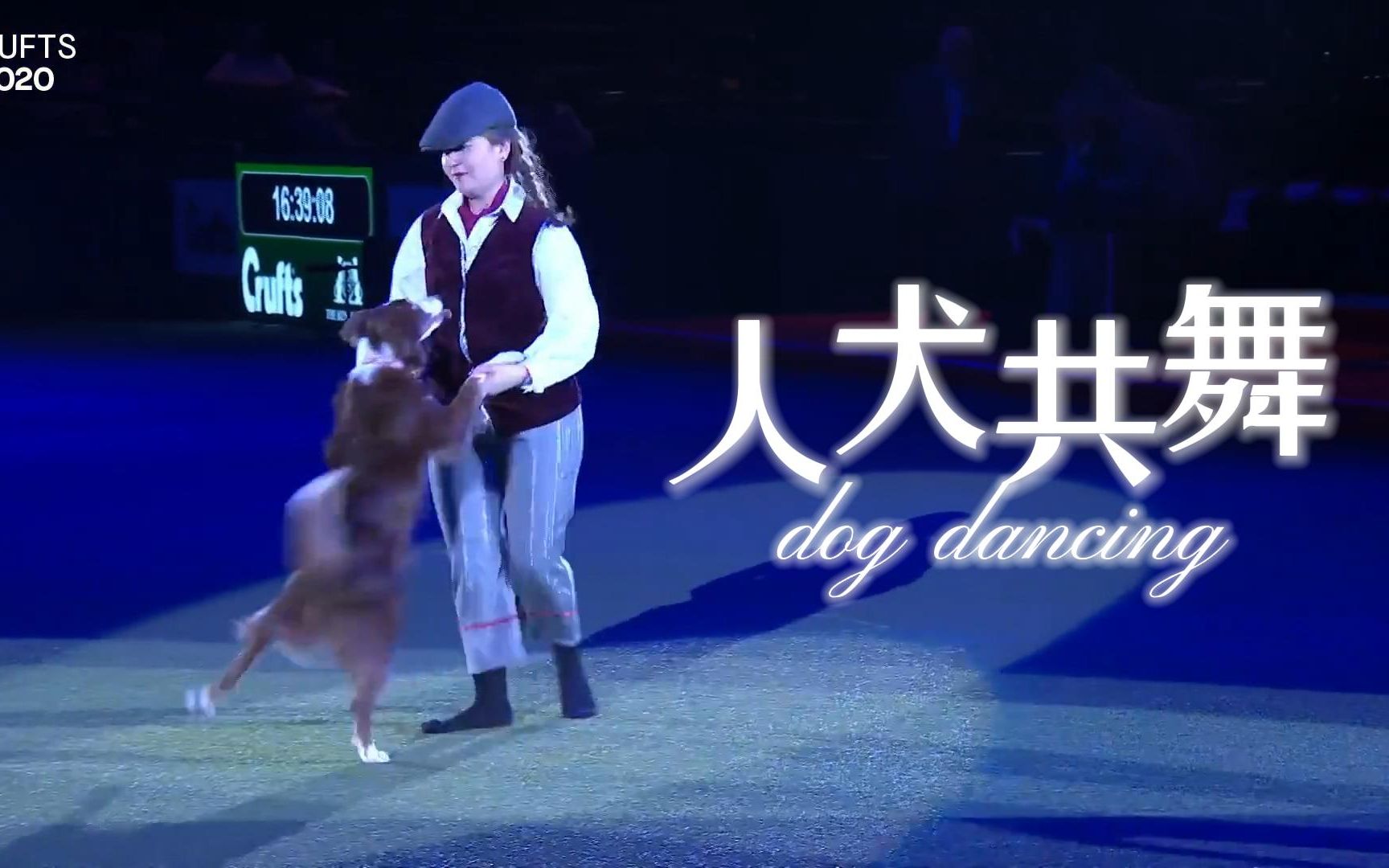 边牧跳舞:踮起脚尖提起毛边~2020年克鲁夫特人犬共舞_哔哩哔哩_bilibili