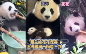 Скачать видео: 萌兰：猪八花！哥给你见一位你很想念的熊熊！居然是小狗陈园润女士，可把花宝叽给乐坏了！说着要去看干妈和三狗，么么儿也想和花花一起去，结果……