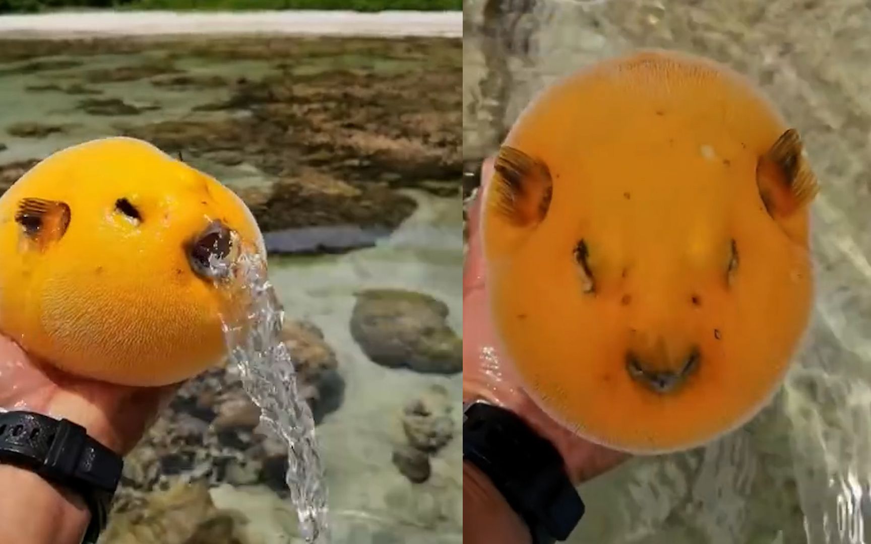 连吐水都这么可爱,第一次见金黄色的河豚,网友:好想捏一捏啊_哔哩哔哩