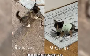 Download Video: 一声喵语引发的缘分，即使过去大半年依然感动，小奶猫已经茁壮成长了呀~