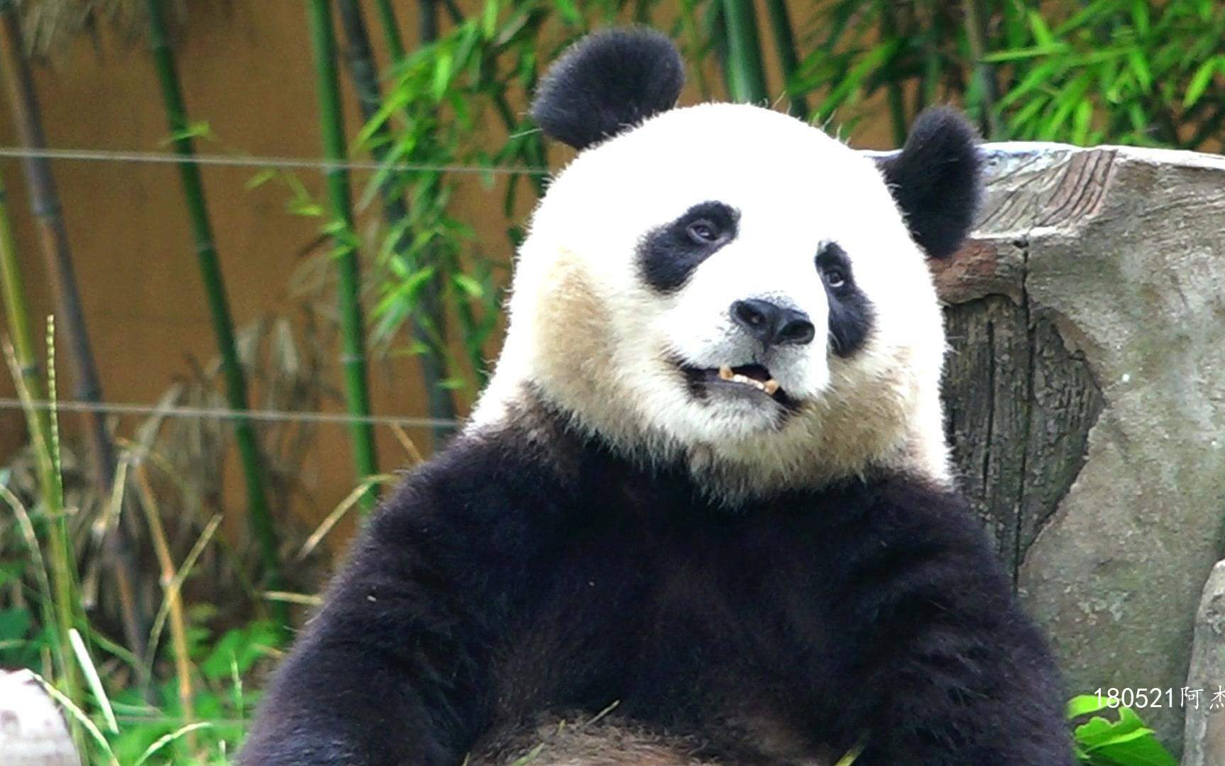 【大熊猫阿杰】阿杰正经点_哔哩哔哩_bilibili