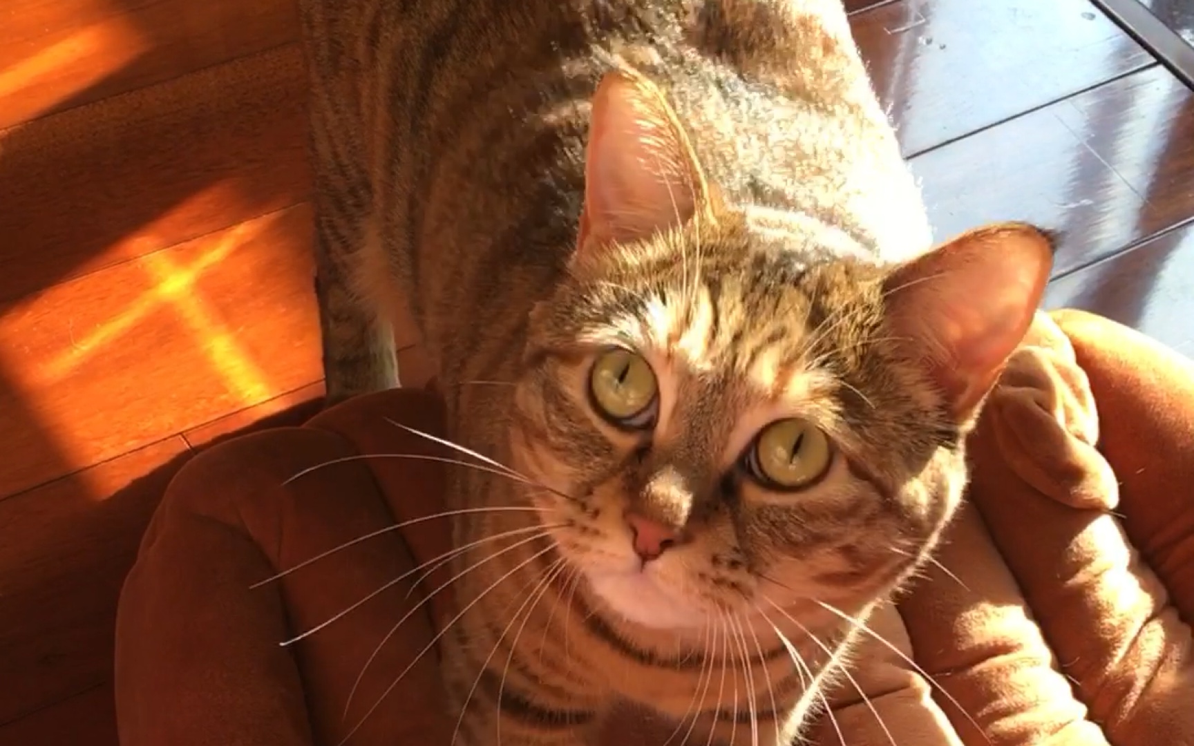 【中华田园花狸猫】萌猫晒晒太阳踩踩奶