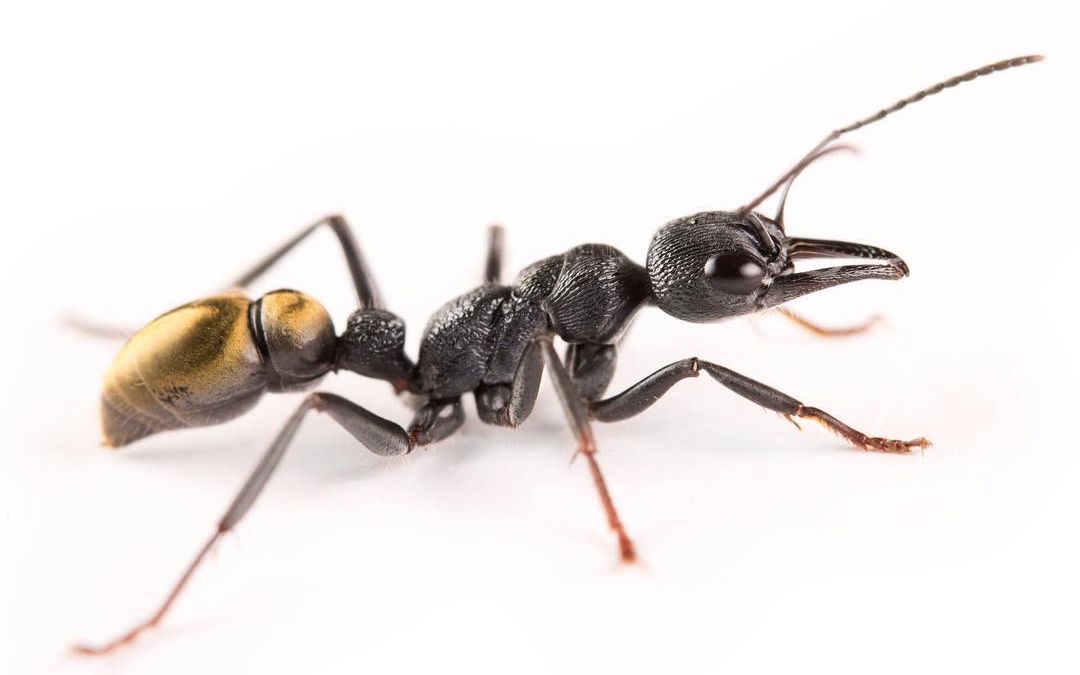 [图](双语字幕)【地下世界的巨人—牛蚁】Bull Ants The Giants of the Undergrowth