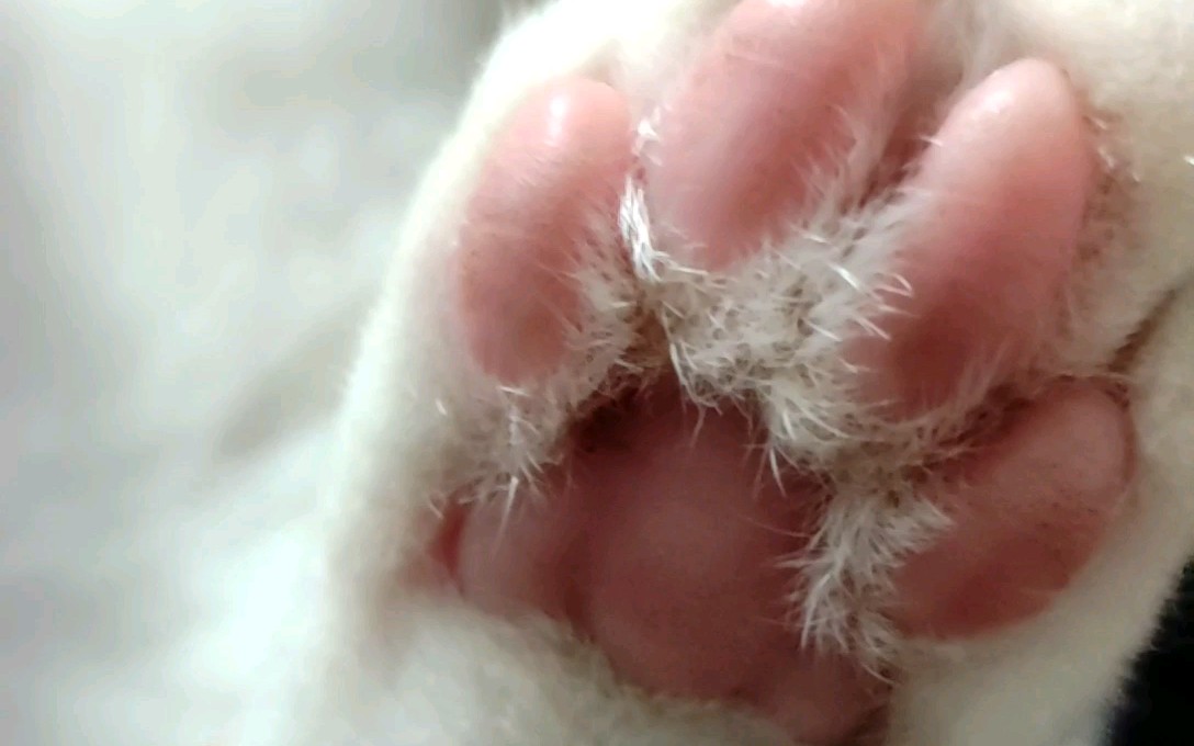 震惊!四只猫脚肉垫颜色居然都不一样Σ(19661917)17