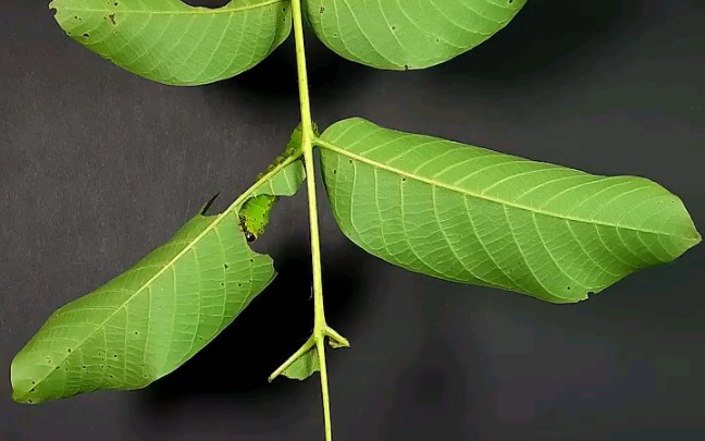 另类吃播:天蚕蛾(luna moth)宝宝两天内吃完一把树叶!哔哩哔哩bilibili