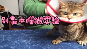 喵尼玛]如何给你的猫进行皮下输液How to give subcutaneous fluids to 