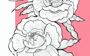 ipad绘画procreate手绘板绘插画临摹线条控笔入门花朵线条训练