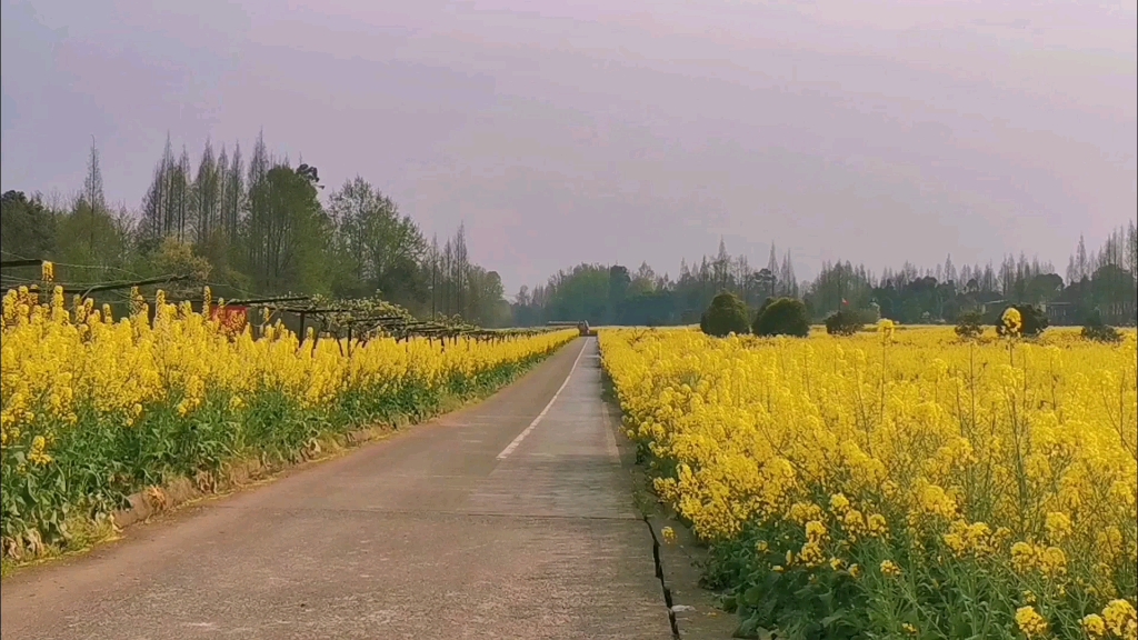 [图]回忆一波阵阵油菜花香，甜甜的味道，现在也结成果实了