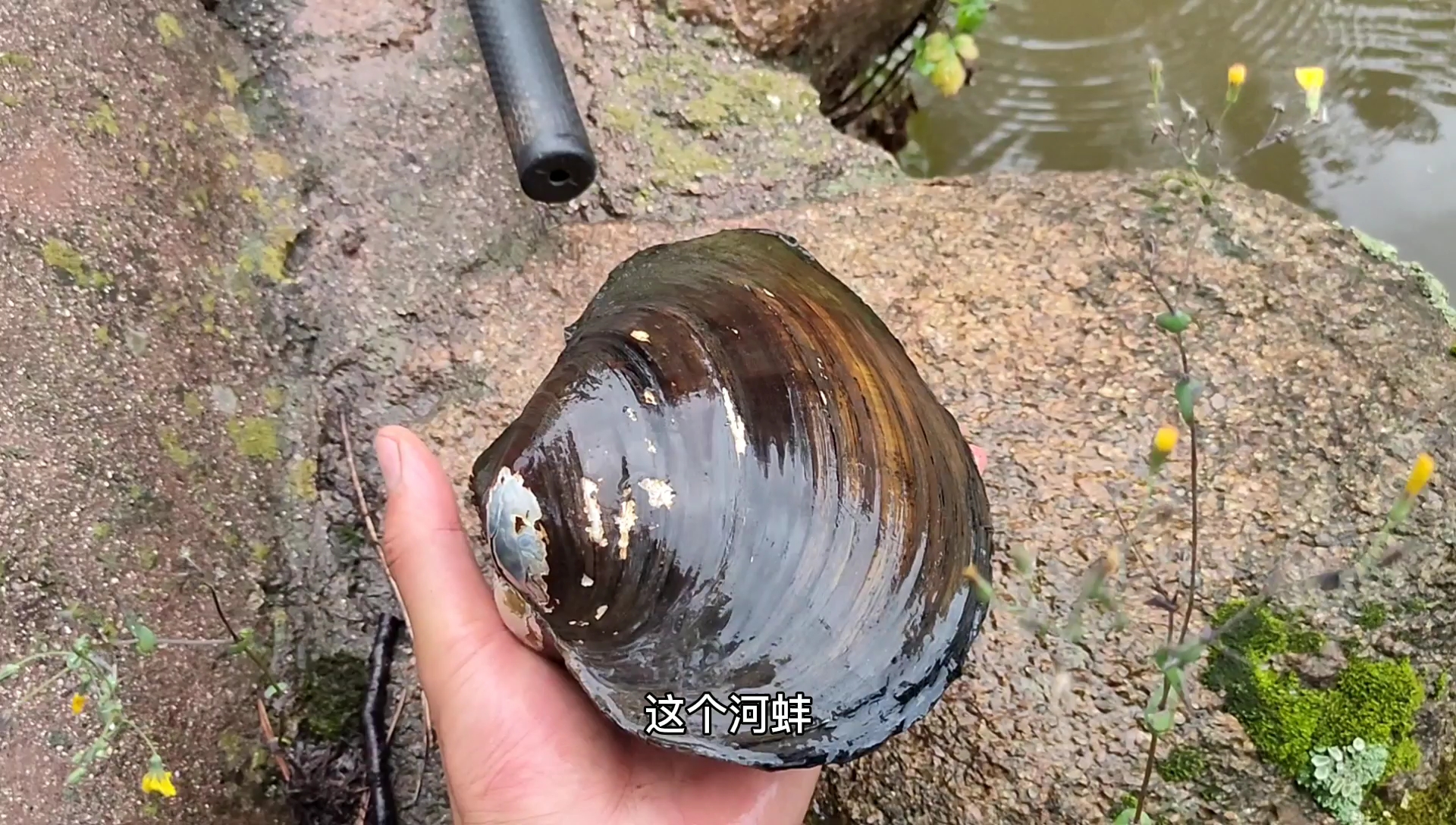 这是小尹捡过最大的河蚌!大家说里面会不会有珍珠?