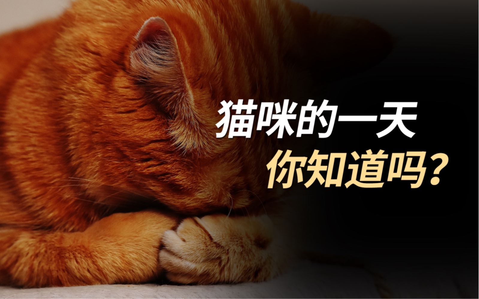 [图]一分钟看完猫咪的一天