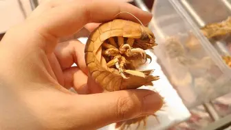【王虫】制作可爱的“尸蟞”标本