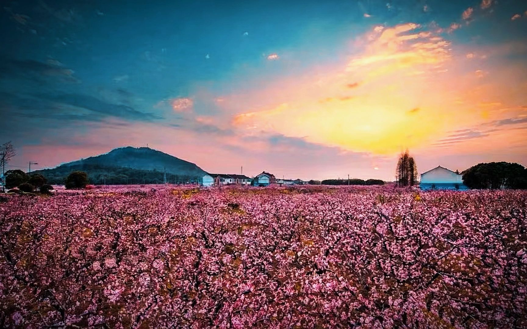 无锡阳山桃花源景区-桃花盛开的时候犹如身处桃花源盛景