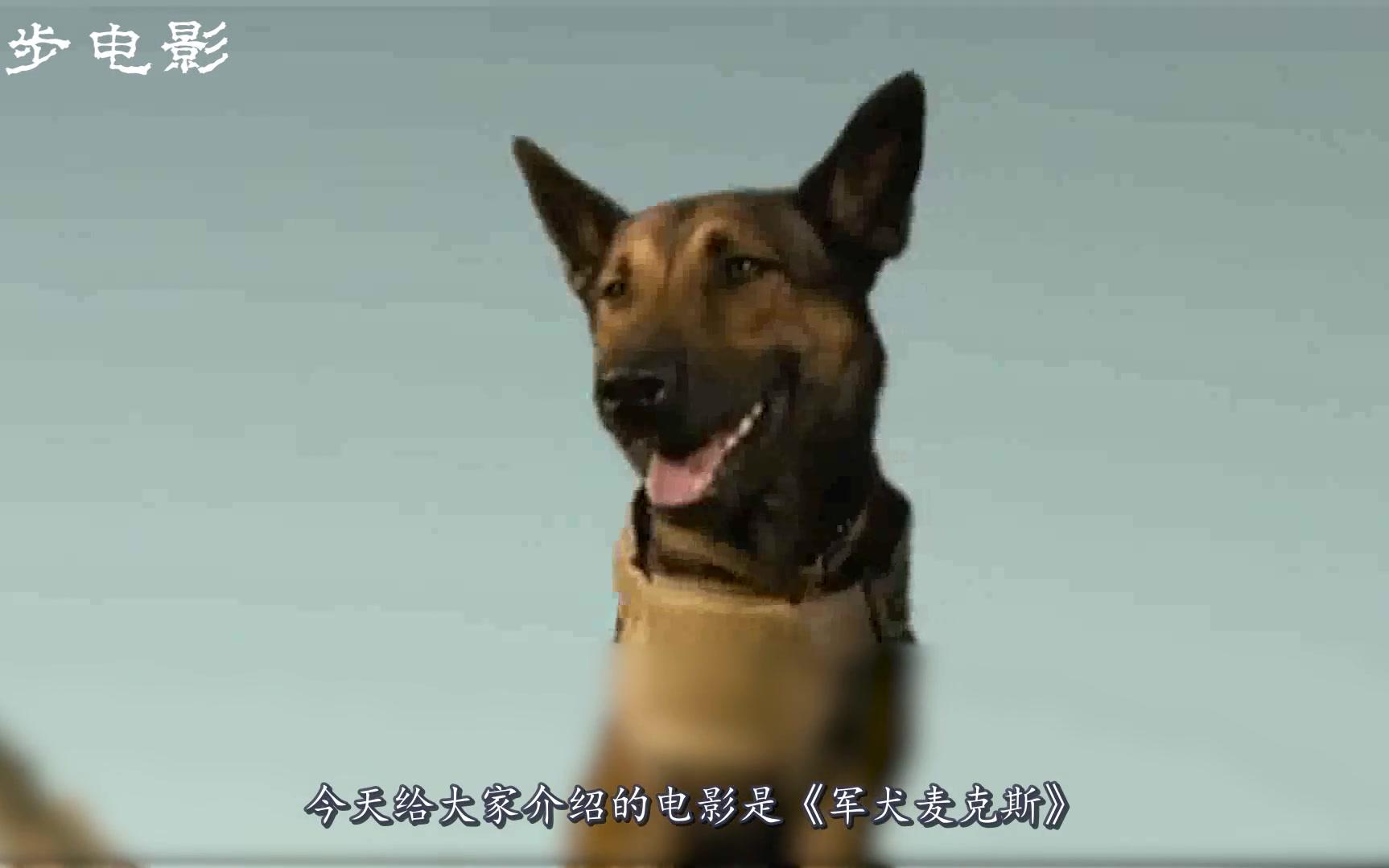 [图]主人战场被战友害死，军犬为主人报仇雪恨，智商在线惊险又刺激