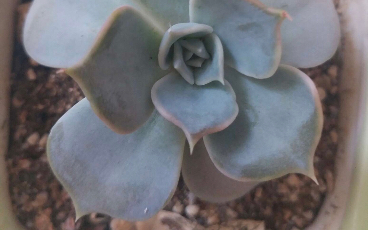 多肉植物 丽娜莲 养4年的变化 Echeveria lilacina 原产地墨西哥 也称丽娜希娜 淡淡粉红色 花语为十分美丽 也是露娜莲 露西娜 戴伦西娜的父本哔哩哔哩bilibili