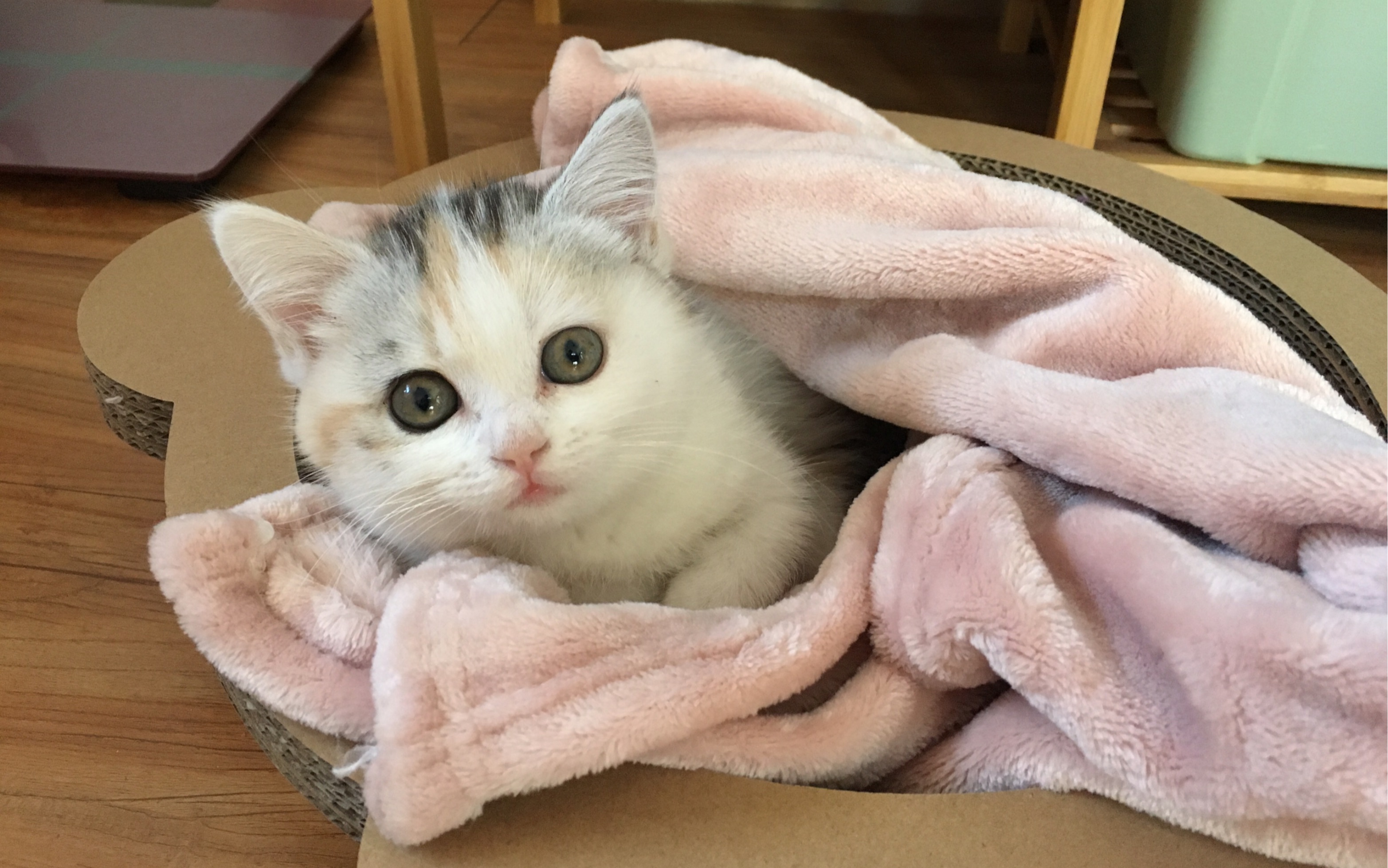 初次见面新猫到家之后的优秀表现银三花矮脚猫