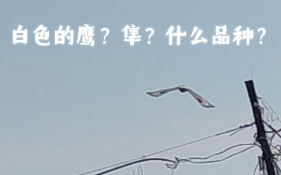 白色的隼?鹰?什么品种?哔哩哔哩bilibili