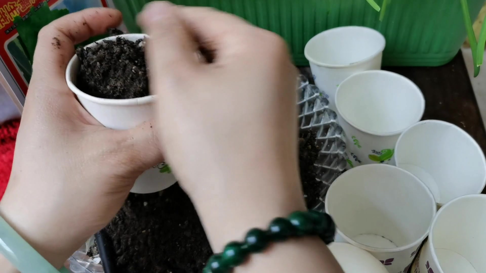 (阳台种菜)废弃纸杯种油麦菜,劈着吃,可以吃好久