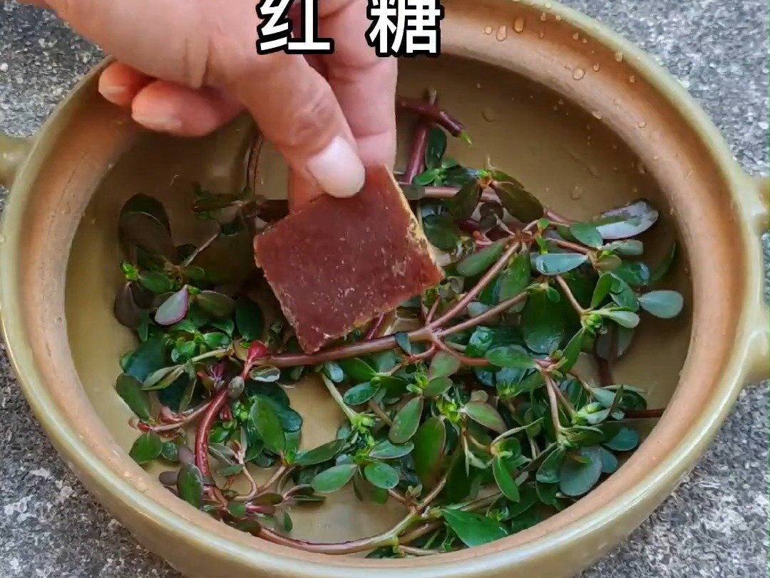 414 农村的马齿苋,又名马齿菜,瓜子菜,麻绳菜,你认识它吗?
