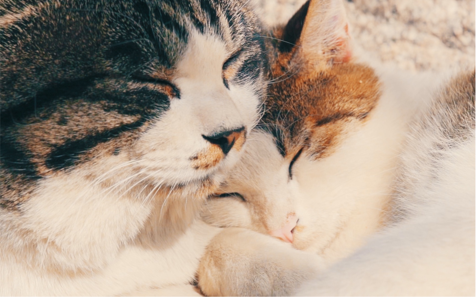 此山有猫匿|如果感到孤单和疲惫,就用猫咪的拥抱"云治愈"吧