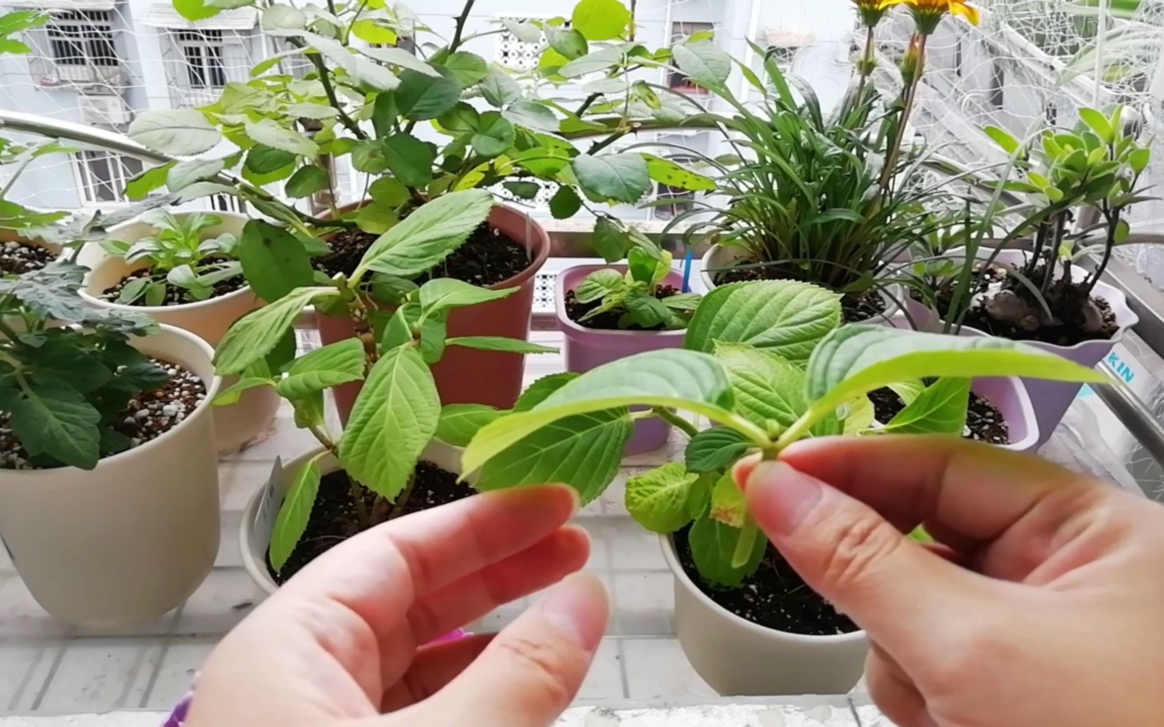 绣球爆米花花手鞠修剪换盆