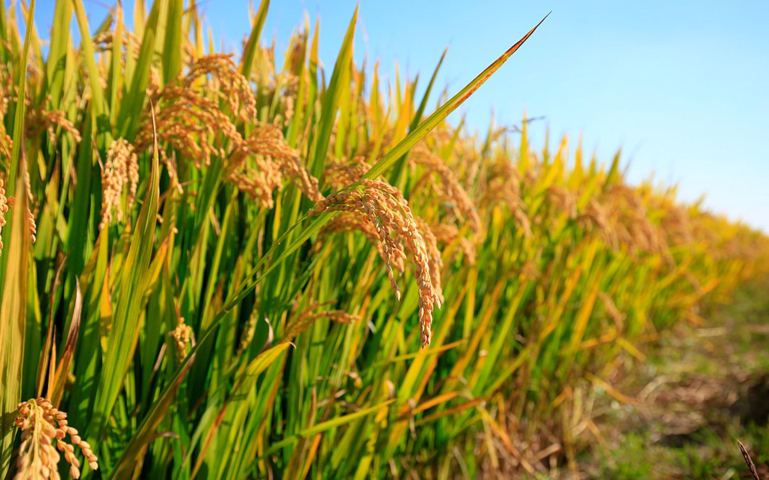 收获的季节到了!今年的水稻产量如何?(一)