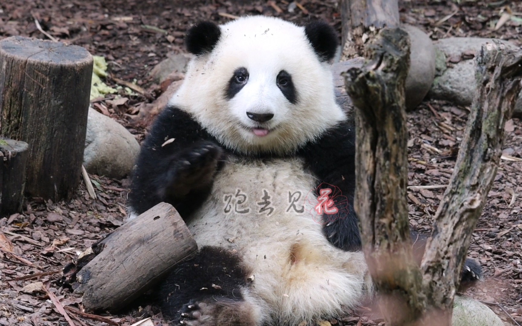 不要对我卖萌,我受不住!【大熊猫和花】