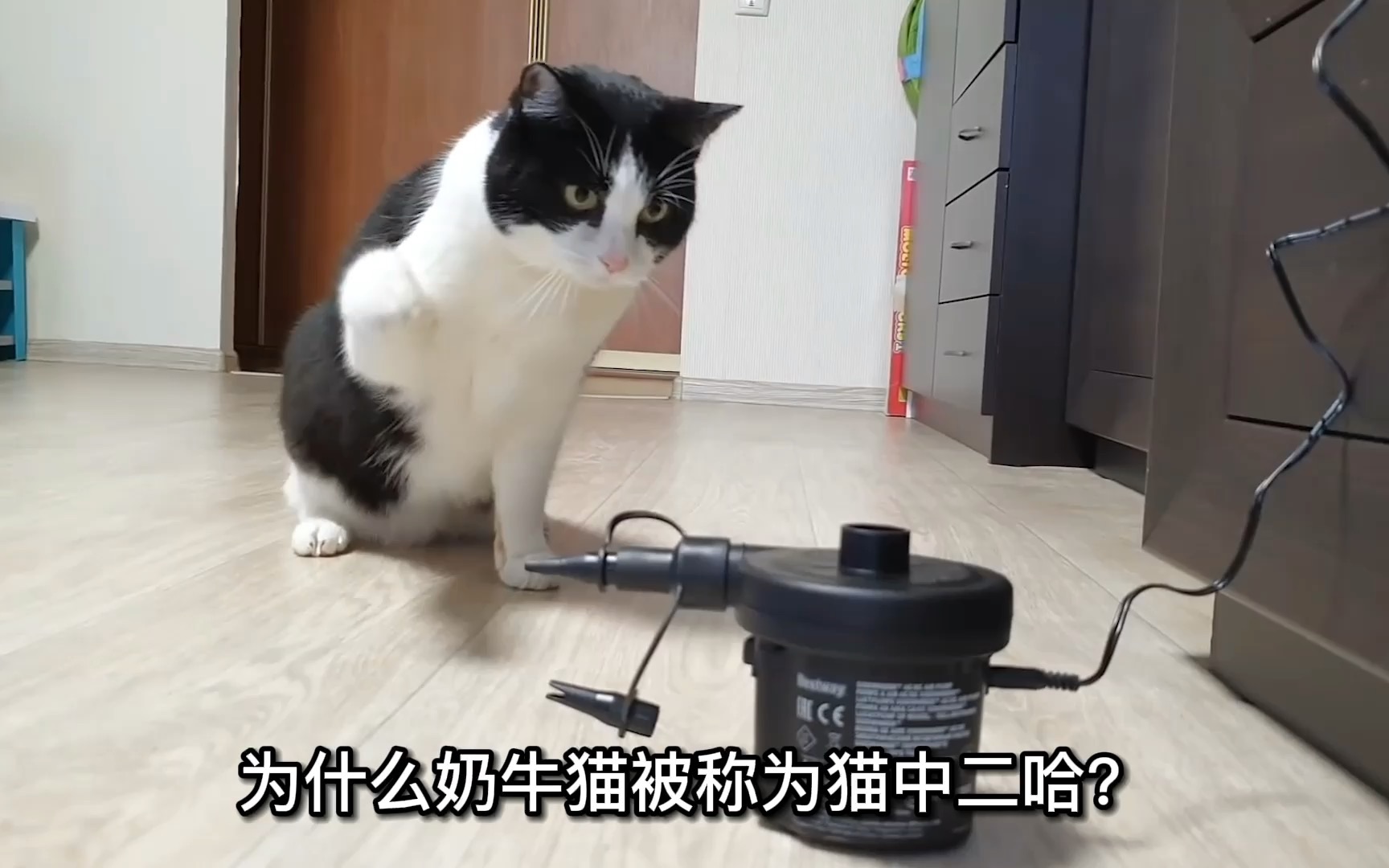 为什么奶牛猫被称为猫中二哈?哔哩哔哩bilibili